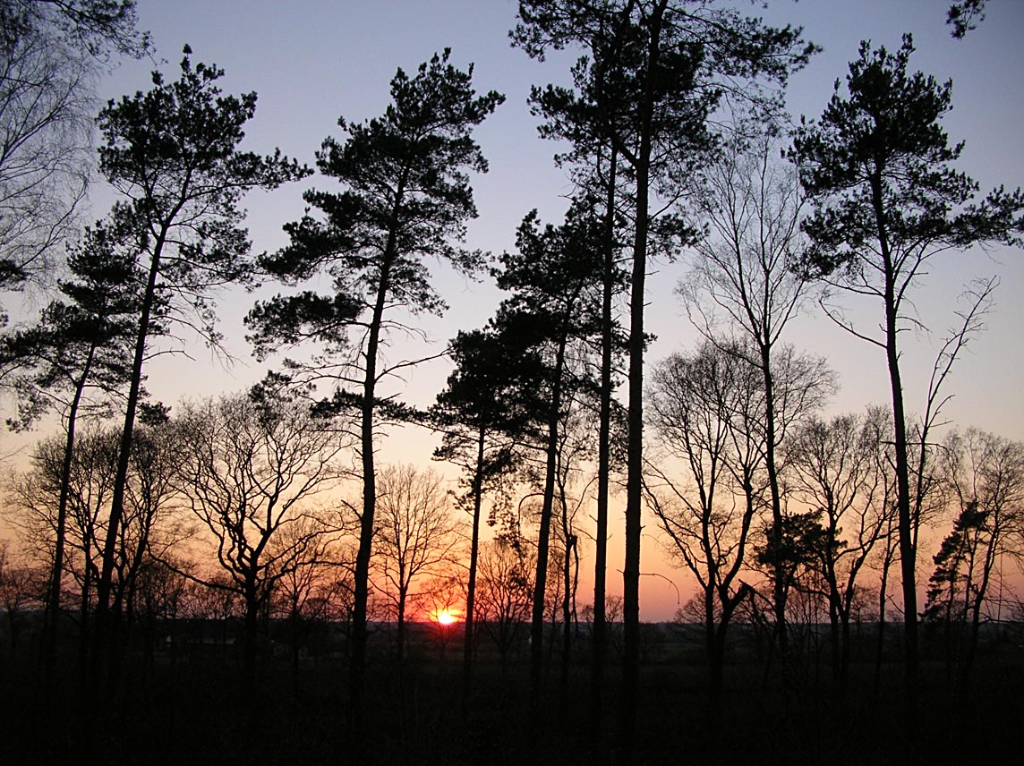 Sonnenuntergang im Kiefernwald